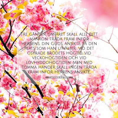 5 Mosebok 16:16 SV1917 Bild av bibelvers