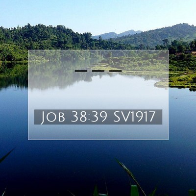 Job 38:39 SV1917 Bild av bibelvers