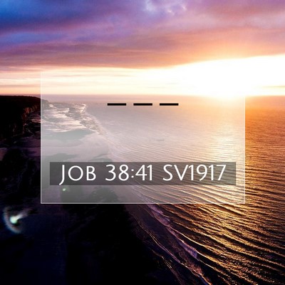 Job 38:41 SV1917 Bild av bibelvers