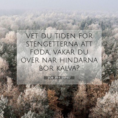 Job 39:4 Bibelvers Förklarad