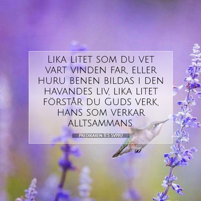 Predikaren 11:5 SV1917 Bild av bibelvers