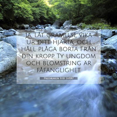 Predikaren 11:10 SV1917 Bild av bibelvers