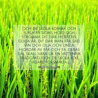 Jeremia 31:12 SV1917 Bild av bibelvers
