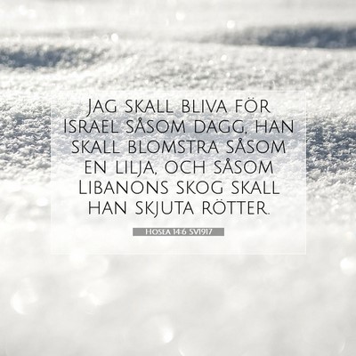 Hosea 14:6 SV1917 Bild av bibelvers