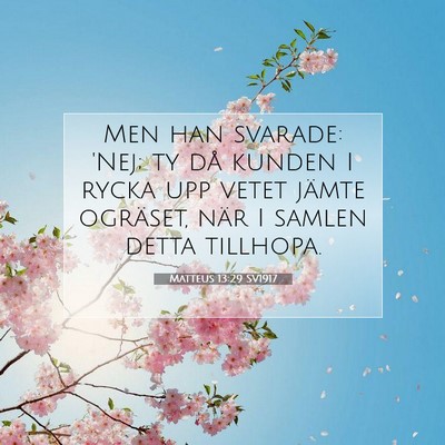 Matteus 13:29 Bibelvers Förklarad