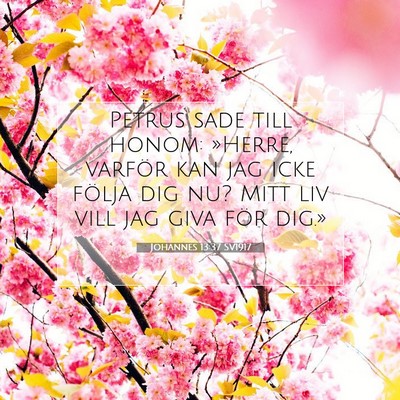 Johannes 13:37 Bibelvers Förklarad