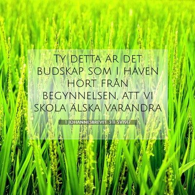 1 Johannesbrevet 3:11 SV1917 Bild av bibelvers